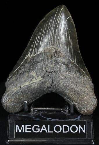 Fossil Megalodon Tooth - South Carolina #31054